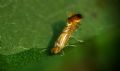 Phyllonorycter platani